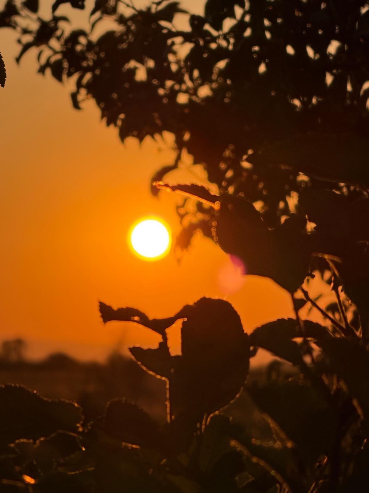 Sonne hinter einem Baum vor orangenem Himmel – kosmisches Licht als Symbol für Transformation, Aufbruch und spirituelles Erwachen